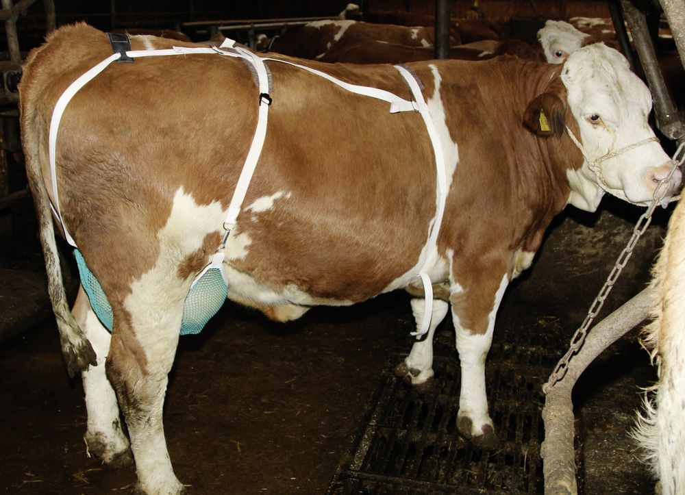 Jurbeskytter, ekstra large...