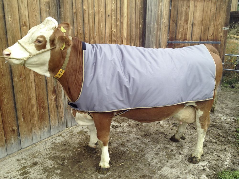 Kueteppe, 145 cm, til Brun sveitsisk / normal Holstein