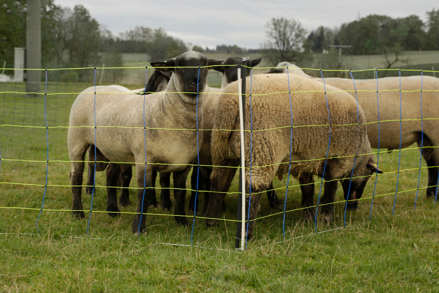 TITAN PRO Net, 50 m 90cm, enkel spiss