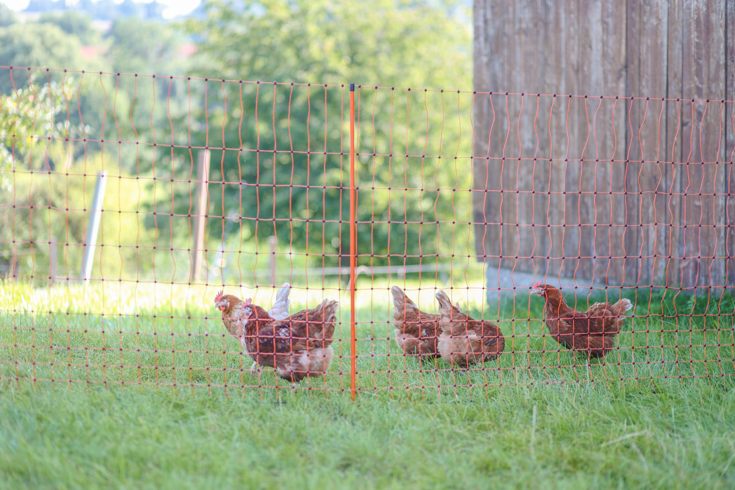 Hønsenetting, elektrisk, 50 m, Orange, 112cm, e...